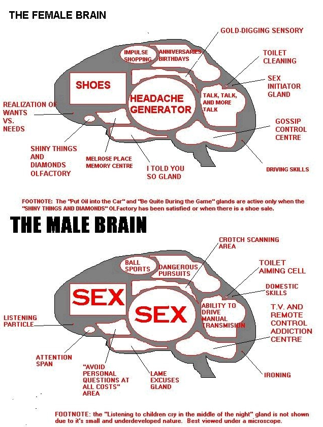 Mens Brains Vs Womens Brains Funny Mens Brains Vs Womens Brains Funny