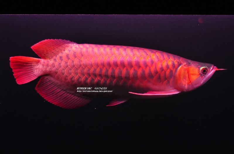 Arowana Super Red My Arowana