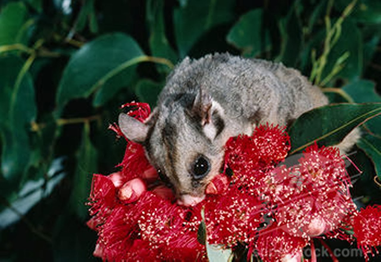 Eucalyptus Facts and Benefits The Real Myfarm