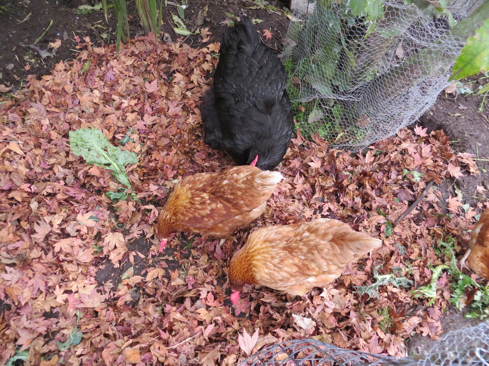 Keeping Chickens NZ Solutions for a muddy chicken run