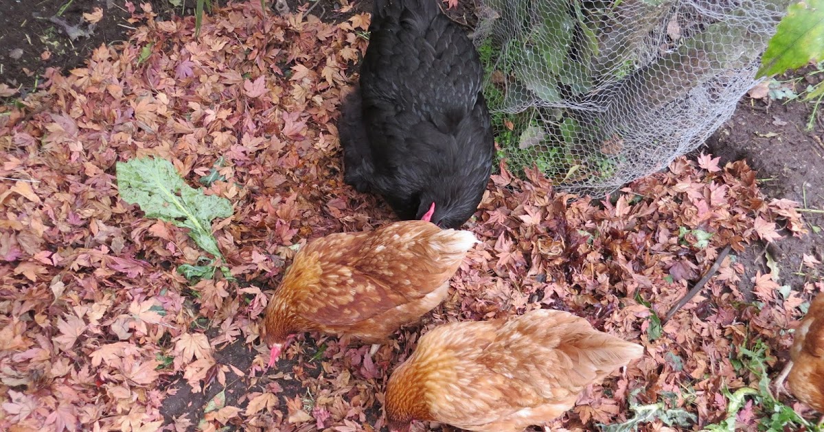 Keeping Chickens NZ Solutions for a muddy chicken run