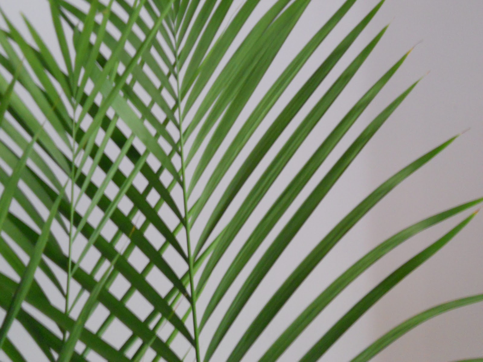 Beyond The Fronds Discover The Scientific Names Of Palm Trees - 31v6yr5