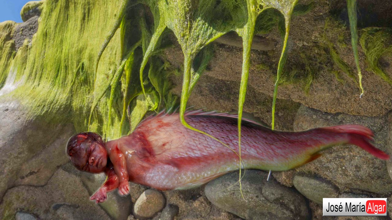 Imagenes Y Videos De Sirenas Reales | image gallery sirenas reales Imagenes Y Videos De Sirenas Reales | image gallery sirenas reales
