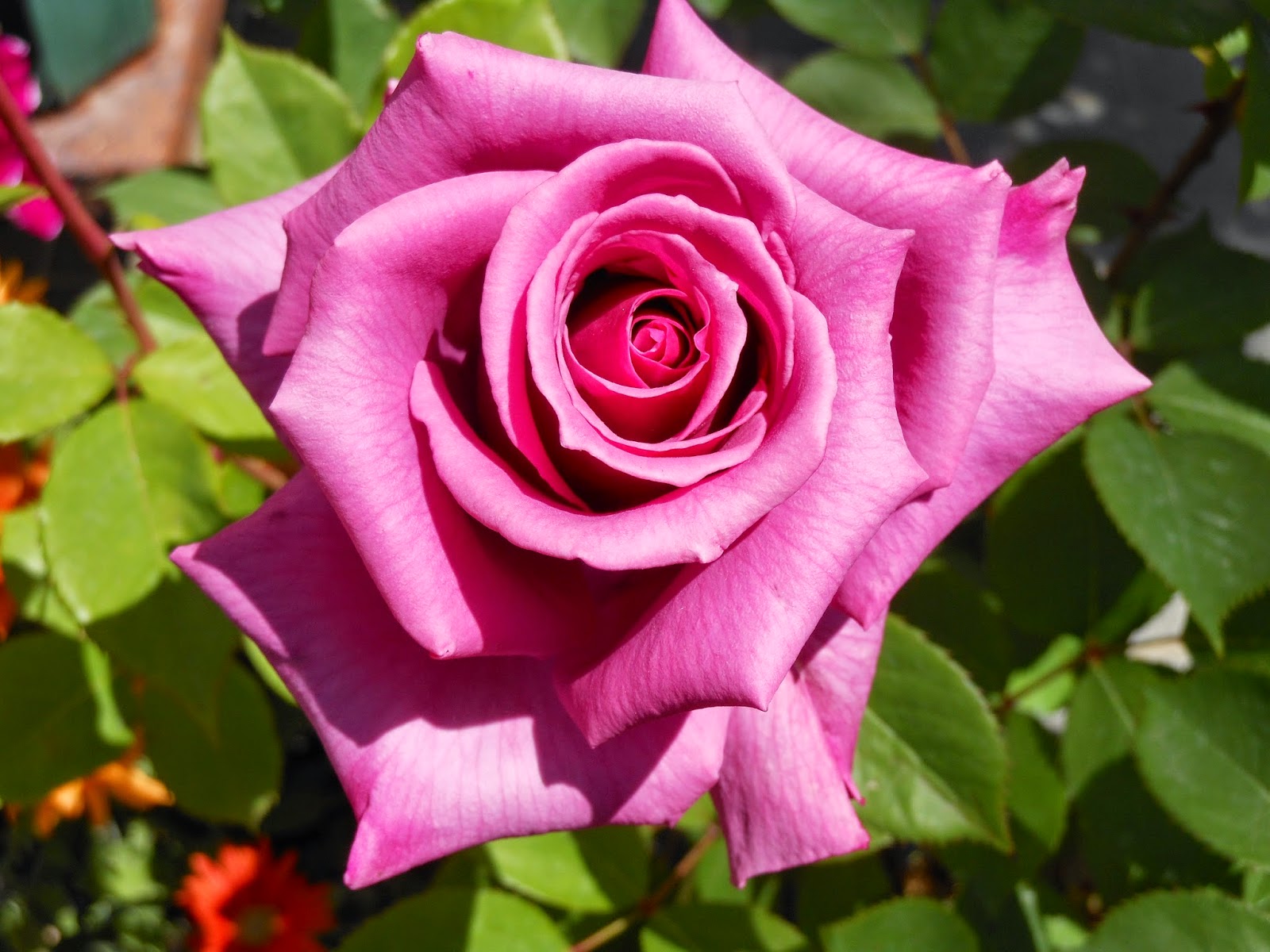 いつの間にやらバラだらけ 廃土をどうする 紫雲