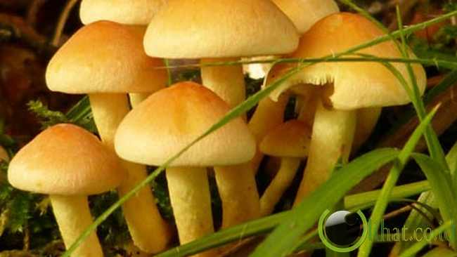 Material Packing Meniru Jamur Material Packing Meniru Jamur