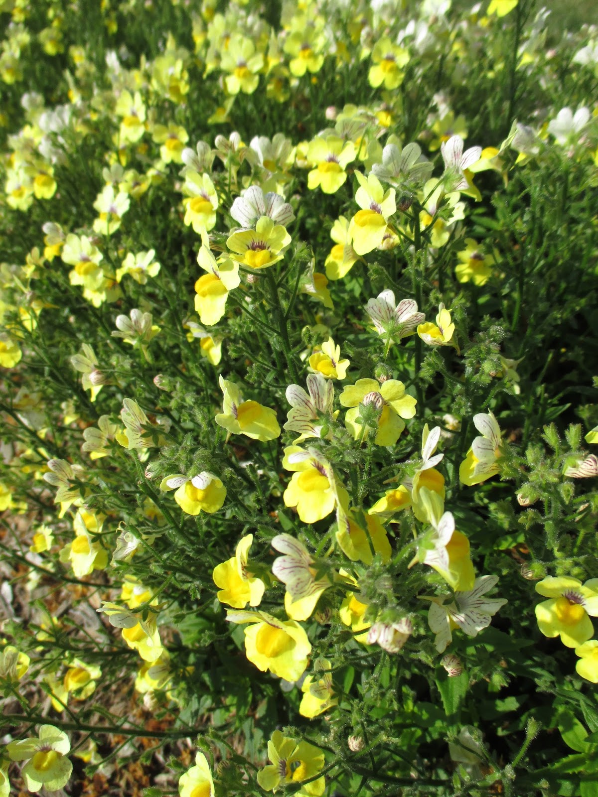 Aaa Lawn Garden Shoots Choosing The Right Cedar
