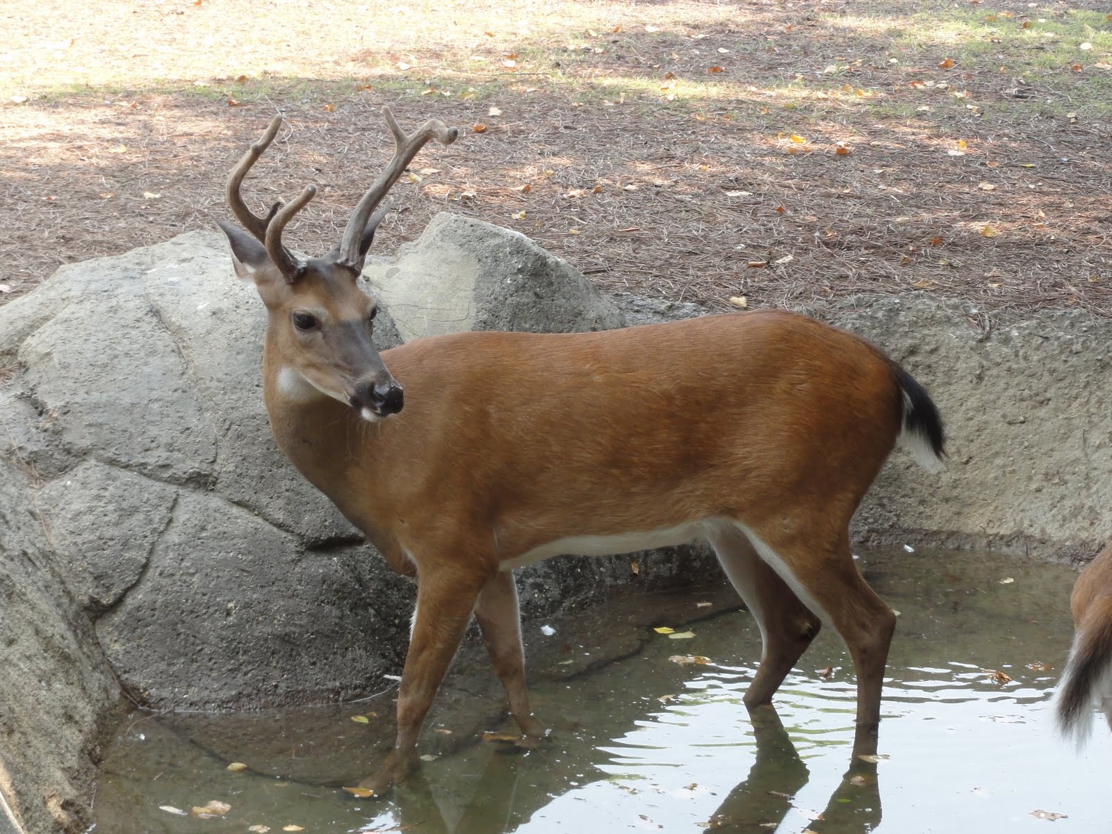 Daniel's Safari Chattanooga Zoo Chattanooga, Tennessee