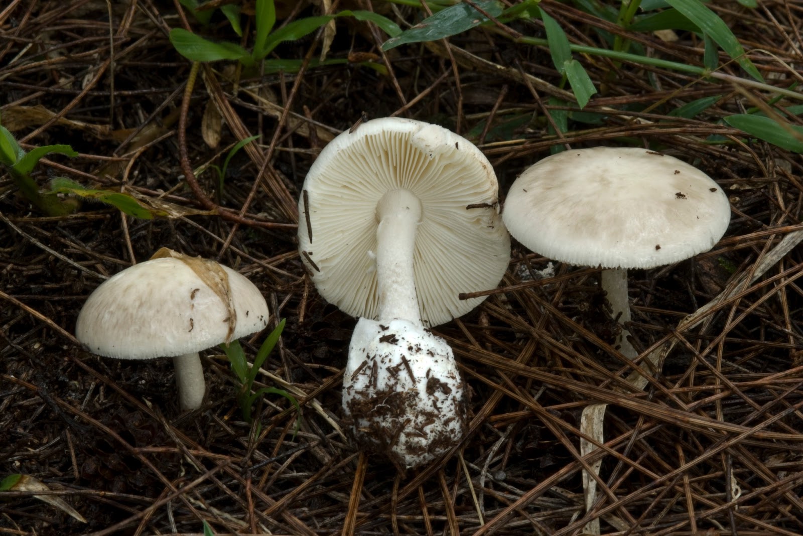 The 3 Foragers: Foraging for Wild, Natural, Organic Food: Mushrooms of