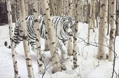 Life..!!: White Siberian tiger