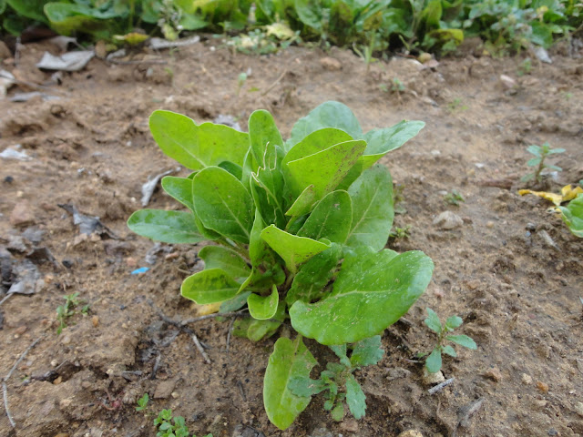 ACELGAS EN LA HUERTA