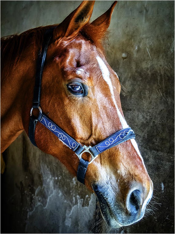 Compact Camera, Best Photo of the Day in Emphoka by Stefano Fontana, Canon PowerShot G15, https://flic.kr/p/n9iEMH Compact Camera, Best Photo of the Day in Emphoka by Stefano Fontana, Canon PowerShot G15, https://flic.kr/p/n9iEMH
