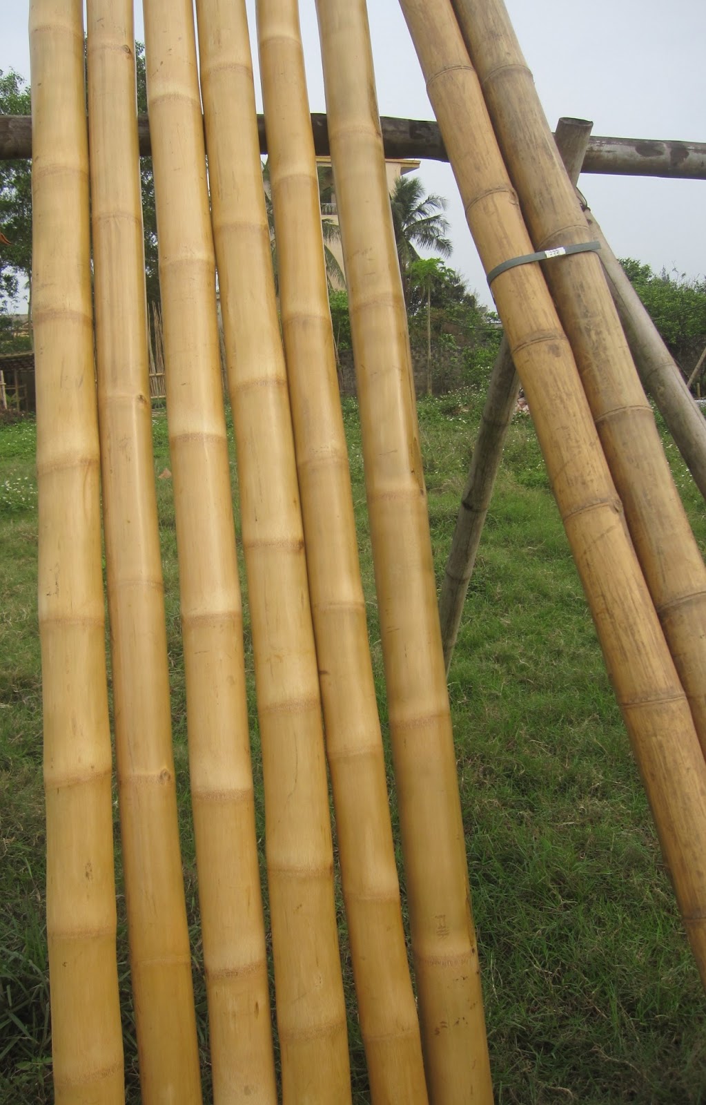 Best Bamboo Cane Pole Stake All Decor Ideas For Fences Custom
