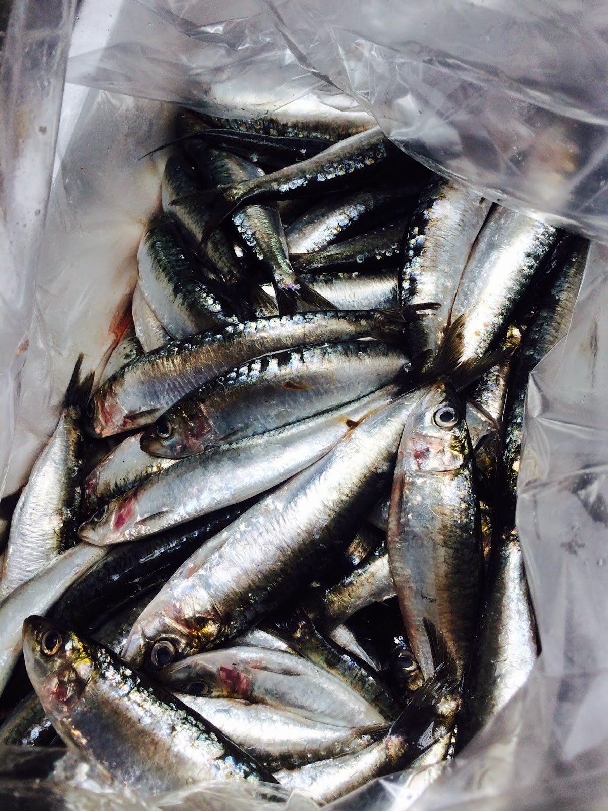 The Edible Ocean The Big Benefit Of Eating A Small Fish