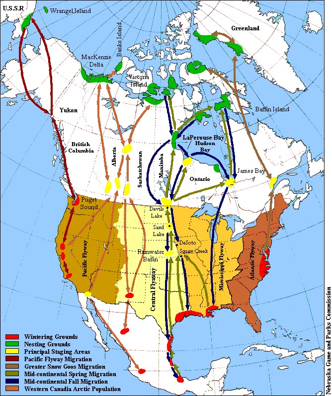 canada goose migration patterns canada goose migration patterns