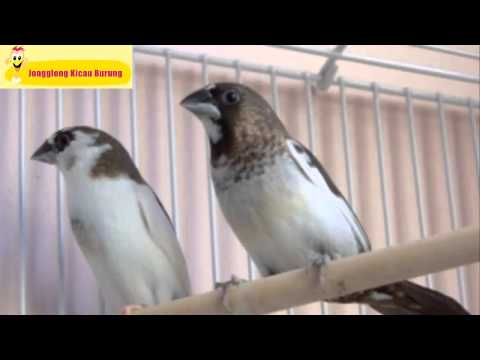 Burung Peking