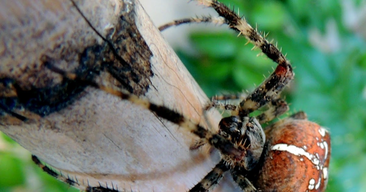 Naturaleza Viva : Araña de jardin ( Araneus diadematus )