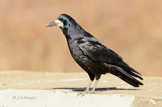 Graja, Corvus frugilegus, Rook
