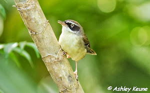 White-browed Scrubwren