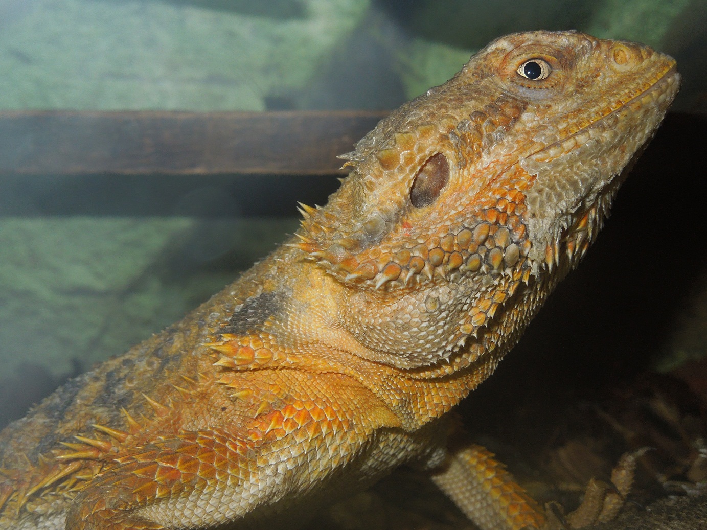 sand-in-bearded-dragon-tank.jpg sand-in-bearded-dragon-tank.jpg
