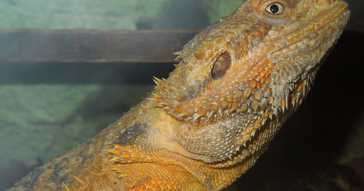 Reptiles Amphibians &amp; Fish SANDFIRE BEARDED DRAGONS