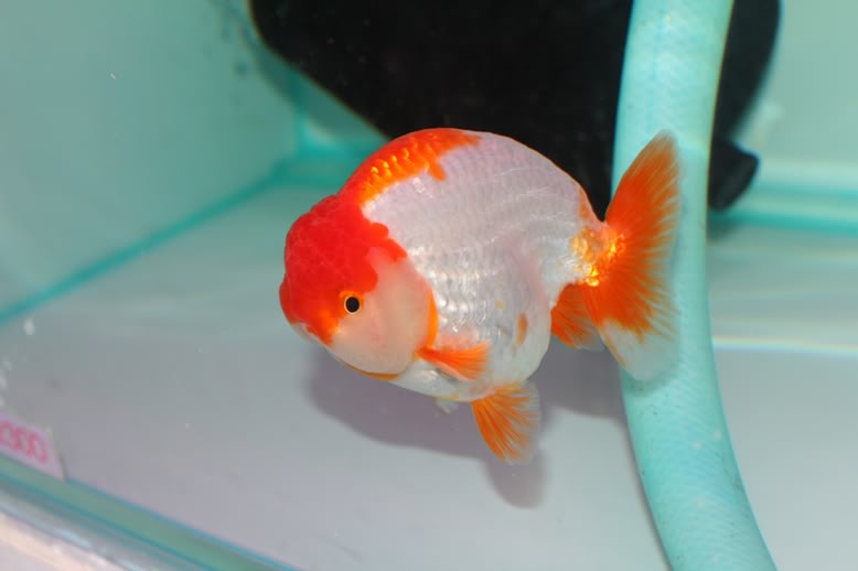 adra elektronik pet shop i love gold fish