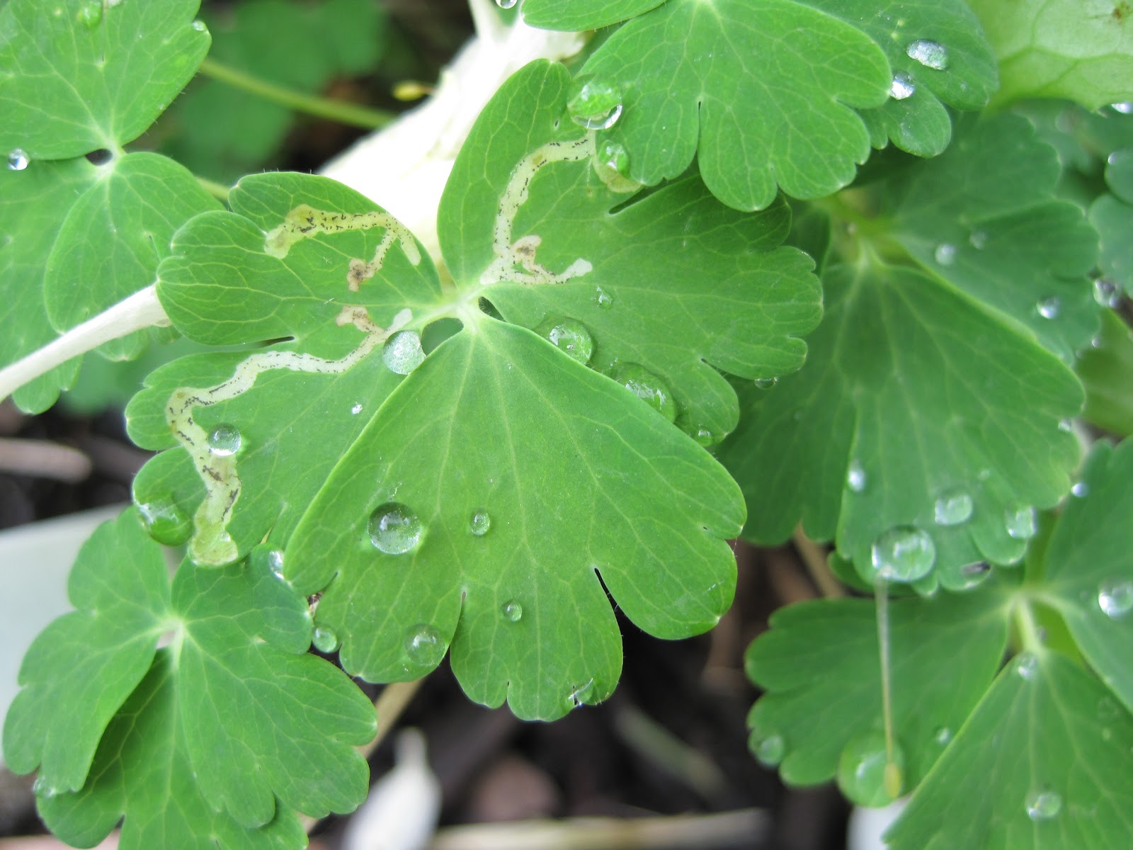 Wild Maryland 101 Maryland Flora Eastern Red Columbine