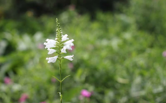 Physostegia Virginiana Flowers Pictures