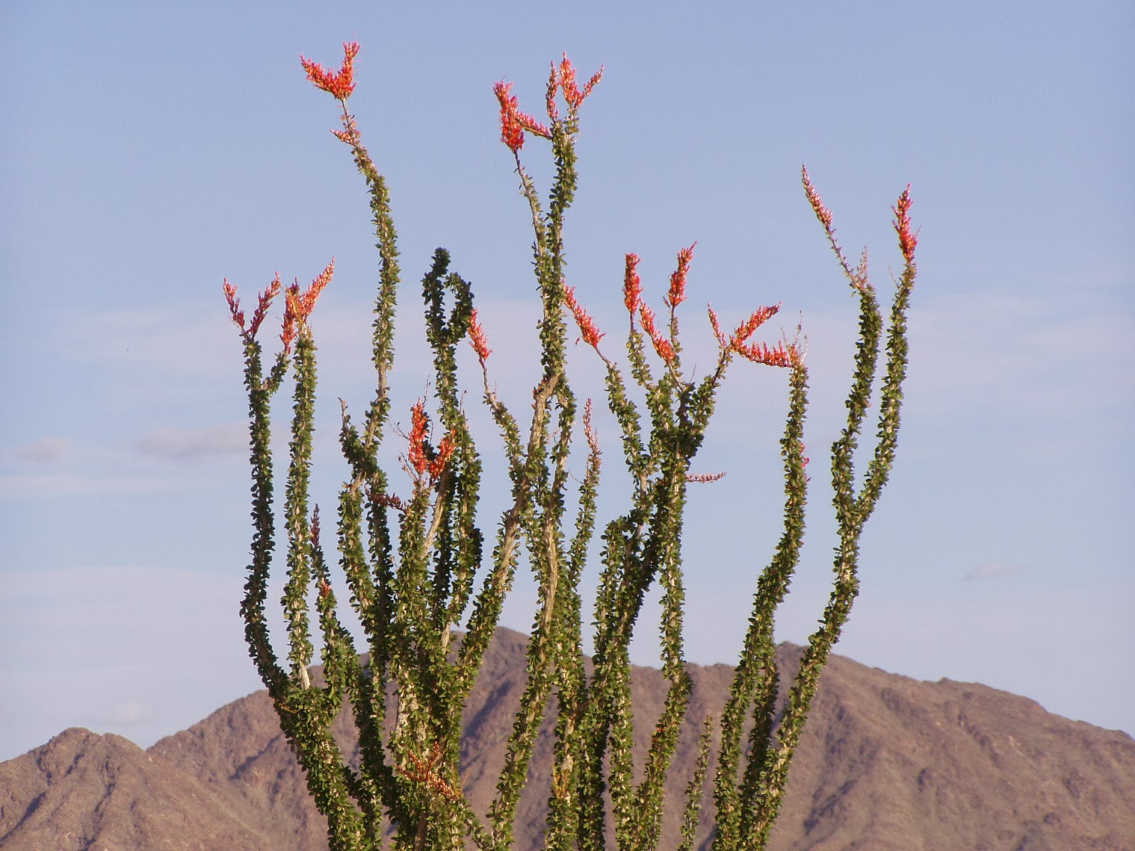 Adventures of Kitfoxgal and DesertDale Ocotillo's Of The Desert
