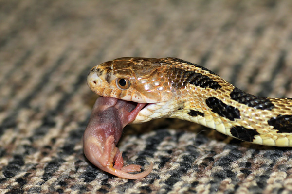 Rattlesnake Education And Awareness Western Fox Snake