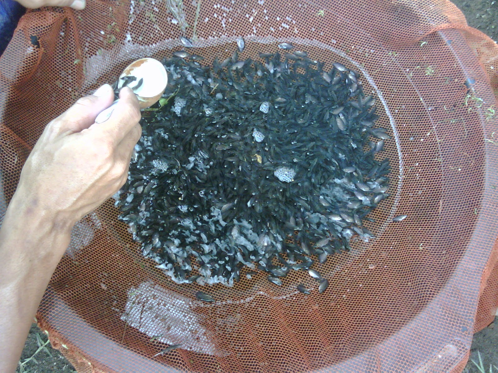 jual benih gurami murah harga bibit gurami jual bibit jual benih gurami murah harga bibit gurami jual bibit