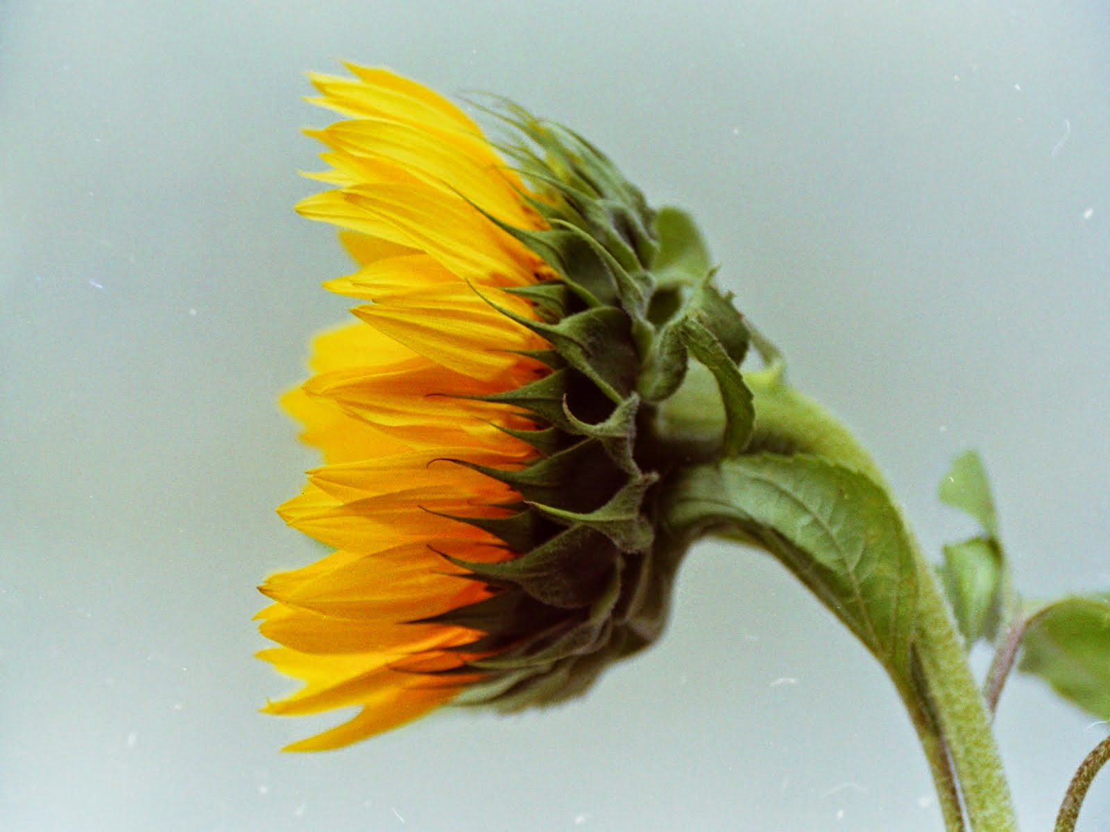 perfil de un girasol