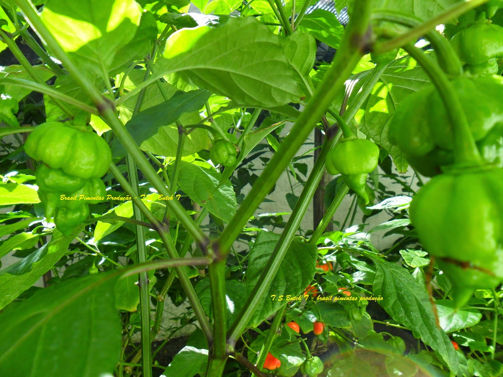 Brasil Pimentas Pimentas do Brasil e do Mundo ! Algumas Pimenteiras