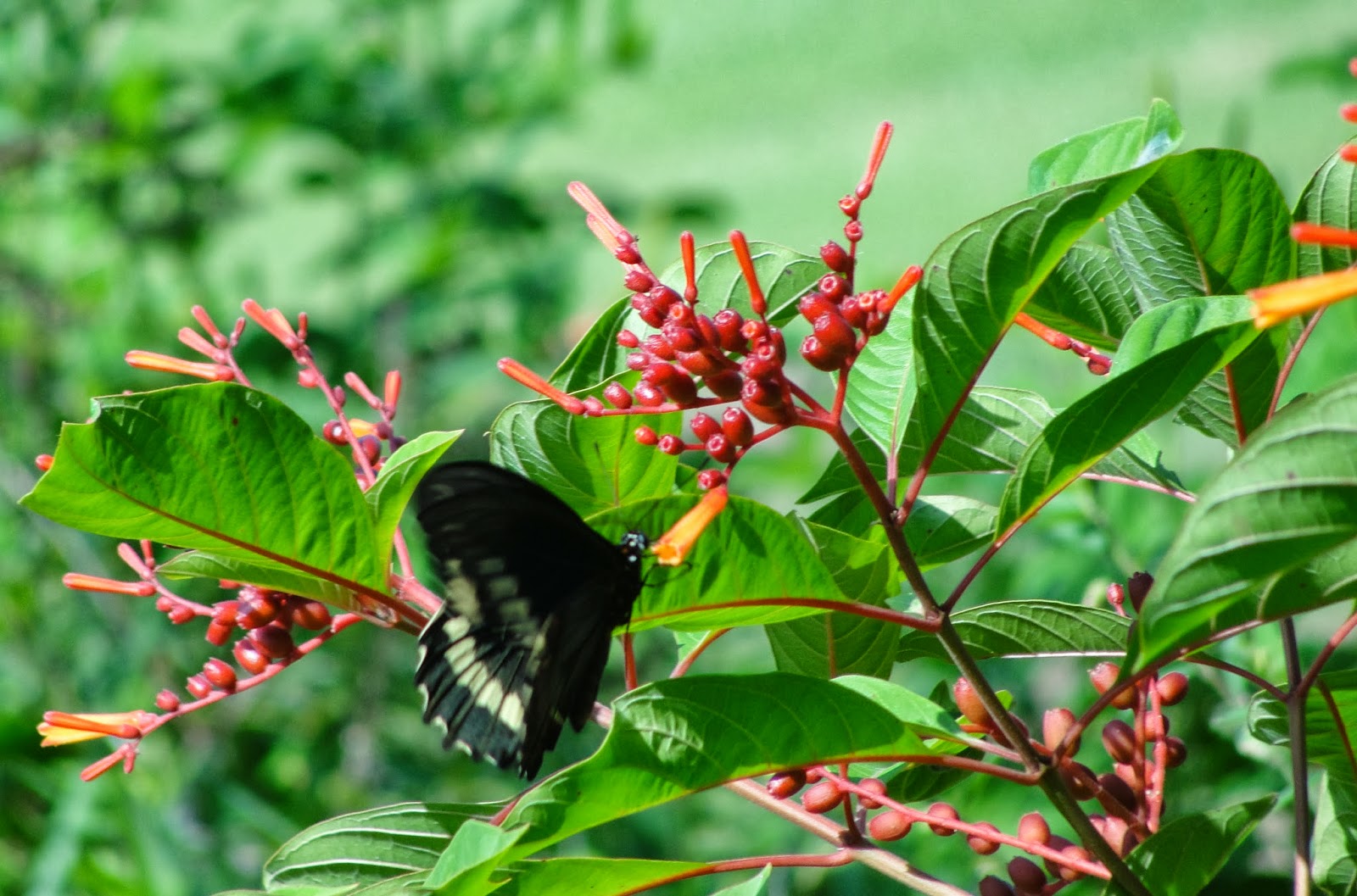 Central Florida Gardener Butterfly Basics
