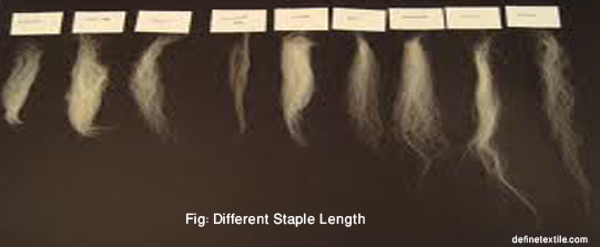 Staple-Length
