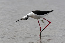 Black-winged Stilt