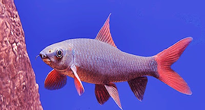 red finned shark red finned shark