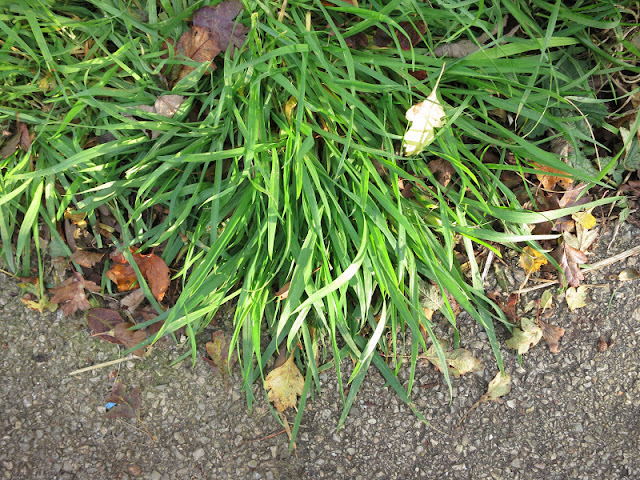 Very green, coarse grass beside tarmac path with fallen hawthorn leaves.