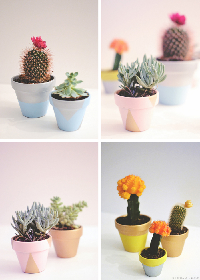 DIY Painted Terracotta Pots with Succulents and Cacti - Triple Max
