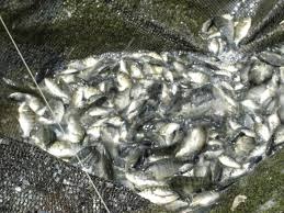 Pembesaran Mujair Kolam Terpal Disamping Rumah Budi Laksono