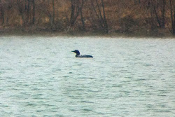 Common Loon