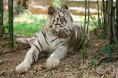 White-Tiger-Bangalore