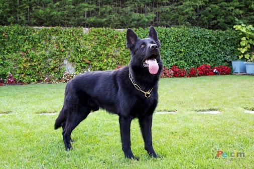 siyah alman kurdu siyah alman kurdu