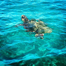 travelmind limoncello for mastique in ioanian islands