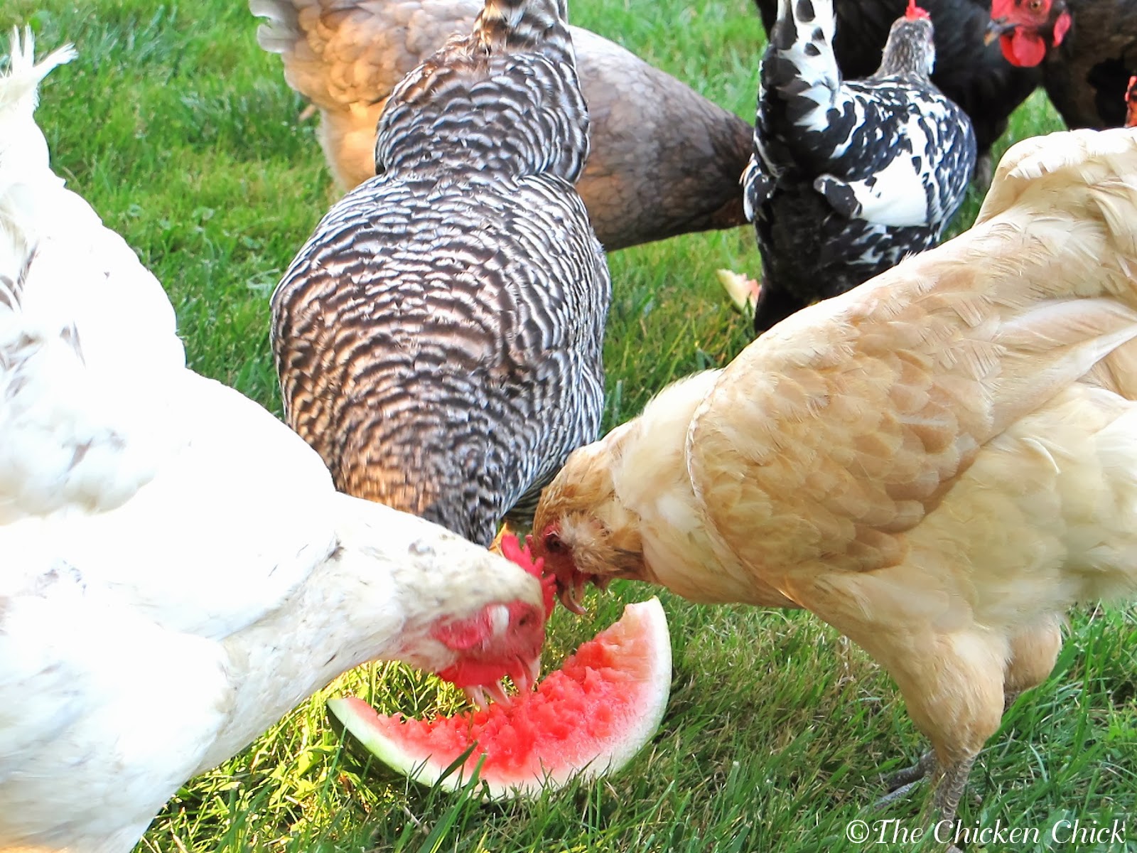 Chickens & Obesity, The Silent Killer How to Avoid Fatty Liver