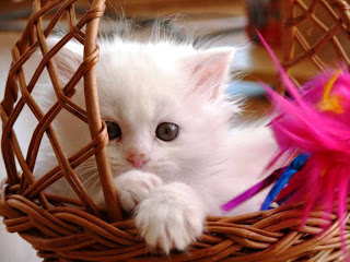 cat_animal_home_white_funny_sweet_kitten