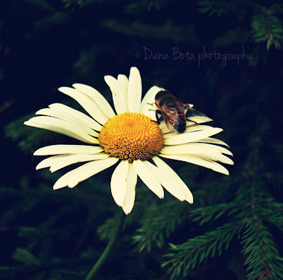 Bee on a flower