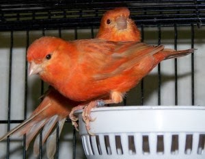 Canary Farm Madiun Memulai Penangkaran Burung Kenari