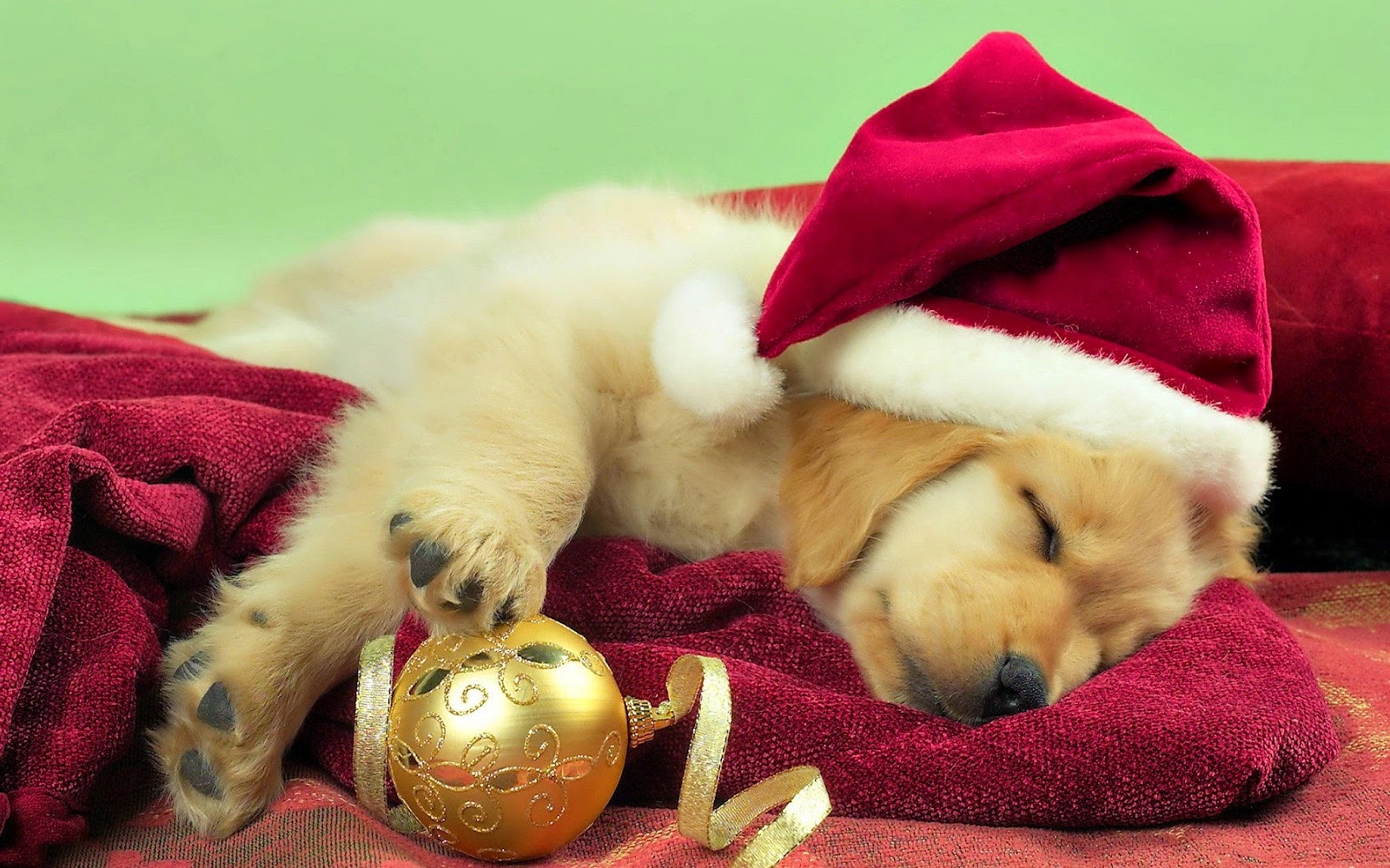 Christmas Dog HD Wallpapers - HD Wallpapers Storm | Free download High