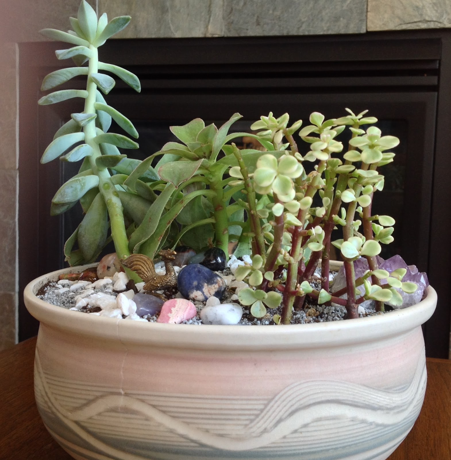 Backyard Garden : Succulent Garden