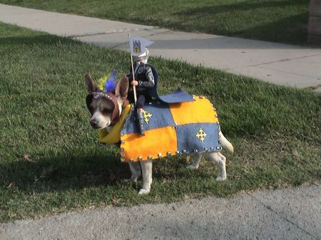 Funny Dog Knight Costume